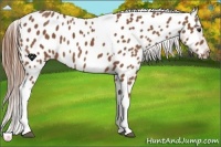 Horse Color:Chestnut Tobiano Near Leopard 