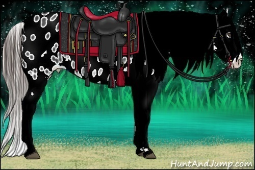 Horse Color:Black Sabino Appaloosa Rabicano 