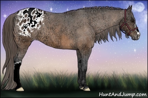 Horse Color:Buckskin Ice Appaloosa