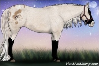 Horse Color:Palomino Splash Appaloosa 