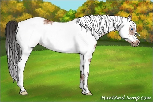 Horse Color:Bay Tobiano Frame 