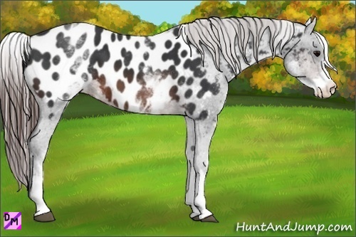 Horse Color:White Spotted Brown Appaloosa
