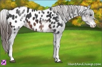 Horse Color:White Spotted Brown Appaloosa 