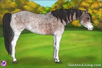 Horse Color:White Spotted Bay Ice Roan Rabicano 