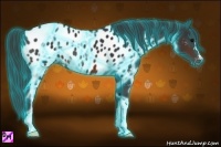 Horse Color:Thunderstruck Brown Appaloosa 