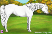 Horse Color:Gray Grullo Appaloosa 
