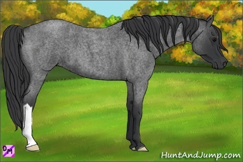 Horse Color:Blue Roan 