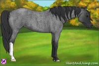 Horse Color:Blue Roan