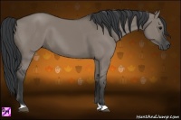 Horse Color:Grullo 