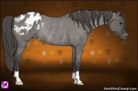Horse Color:Grullo Roan Appaloosa Rabicano
