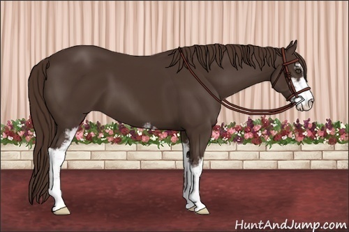 Horse Color:Liver Chestnut Sabino 