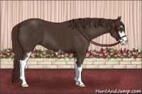 Horse Color:Liver Chestnut Sabino 