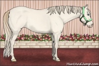 Horse Color:Perlino Dun
