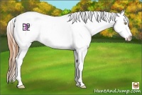 Horse Color:White Spotted Bay Pearl Dun Varnish Rabicano