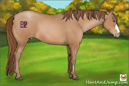 Horse Color:Bay Pearl 
