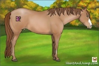 Horse Color:Bay Pearl