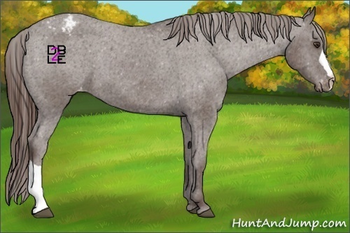 Horse Color:Liver Chestnut Appaloosa 