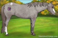 Horse Color:Liver Chestnut Appaloosa