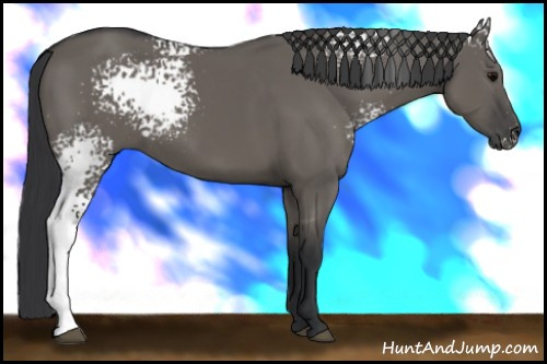 Horse Color:White Spotted Grullo 