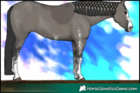 Horse Color:White Spotted Grullo