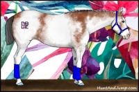 Horse Color:White Spotted Bay 