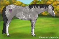 Horse Color:Grullo Ice 