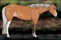 Horse Color:Silver Bay Sabino