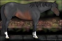 Horse Color:Brown Roan