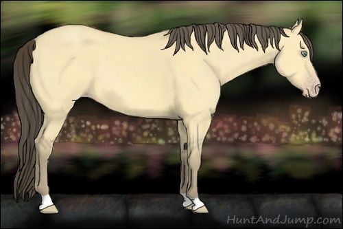 Horse Color:Amber Cream Champagne Dun 