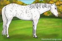 Horse Color:Silver Bay Sabino Appaloosa