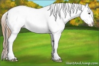 Horse Color:Smoky Blue Roan Appaloosa 
