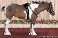 Horse Color:Buckskin Tobiano