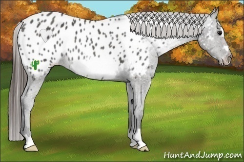 Horse Color:Black Frame Near Leopard