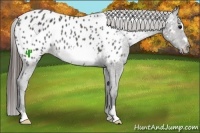 Horse Color:Black Frame Near Leopard