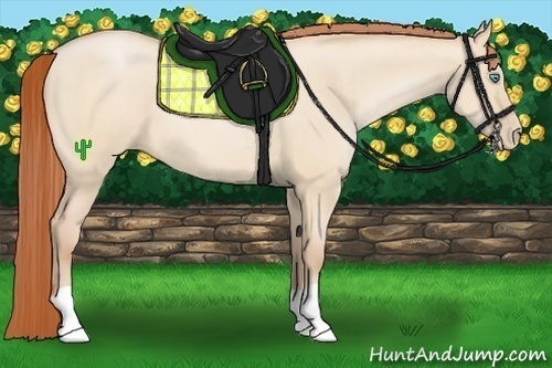 Horse Color:Buckskin Pearl Dun
