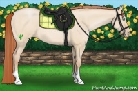 Horse Color:Buckskin Pearl Dun 
