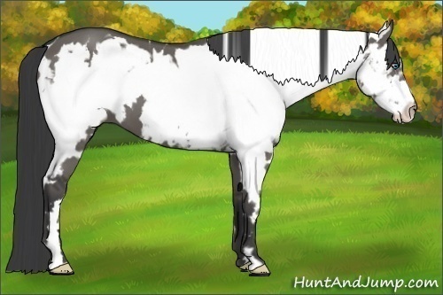 Horse Color:White Spotted Grullo Splash Frame 