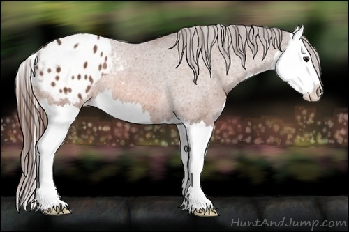 Horse Color:Bay Splash Appaloosa Rabicano