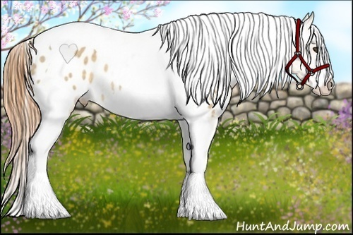 Horse Color:Buckskin Dun Splash Tobiano Frame Near Leopard Rabicano