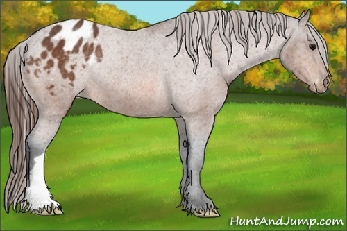 Horse Color:Bay Appaloosa Rabicano 