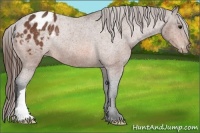 Horse Color:Bay Appaloosa Rabicano