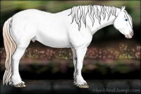 Horse Color:Chestnut Splash Appaloosa 