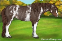 Horse Color:White Spotted Liver Chestnut Rabicano 