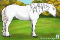 Horse Color:White Spotted Liver Chestnut Blanket