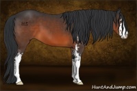 Horse Color:Brown Sabino 
