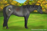 Horse Color:Black Sabino