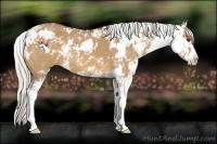 Horse Color:Silver Bay Dun Sabino