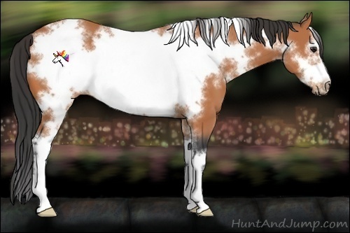 Horse Color:White Spotted Bay Sabino Frame 