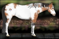 Horse Color:White Spotted Bay Sabino Frame
