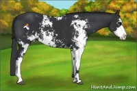 Horse Color:Black Sabino 